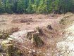 На КПП "Лужанка" Береговского района массово рубят дубовый лес