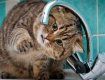 Из-за непутёвого Водоканала в Ужгороде страдают даже кошки