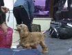 Собак на государственной службе в Одессе 350, они разных пород,