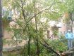 Сьогодні в Ужгороді на вул. Ф. Тихого впало дерево.