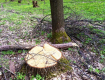 Закарпатські лісники бунтують проти вивезення деревини