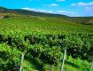 Рельєфна місцевість Закарпаття сприяє розвитку виноградарства