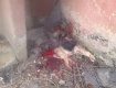 З'явилося відео конфлікту ужгородців з правоохоронцями через вбиту собаку.