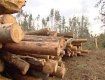Апокаліптичне відео про вирубку лісів на Закарпатті