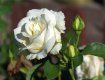 Работники «Уж-агромикс» уже высадили 86 кустов роз