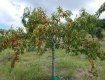 Виноградівські правоохоронці розкрили крадіжку персикових дерев.