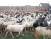 Вівчарі села Горінчово з півтисячним стадом овець вирушили на полонини.