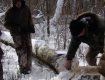 На Ужгородщині міліція бореться з незаконною вирубкою лісу.
