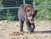 Активісти виявили у лісництві двох змордованих бурих ведмедів.