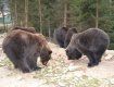 Синевирським ведмедям безкоштовно подарували 3 тонни вівса.
