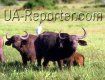 Карпатские буйволы в Долине нарциссов