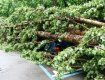 В Ужгороде от упавшего дерева пострадали две иномарки