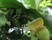 Ужгород. Живий тризуб, ужгородські банани та рідкісна флора...