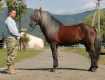 Гуцульський кінь – аборигенна гірська порода свійських коней