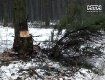 В Шацком районе Волынской области за год лесных воров ловят сотнями