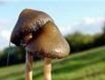Галлюциногенные грибы на Закарпатье