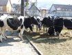 10 племінних корів отримала у подарунок громада закарпатського с.Нижнє Селище