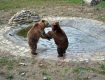 Карпатський регіон. Місце щасливих ведмедів.