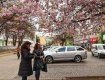 В Мукачево растет аномальная сакура, цветущая трижды в году