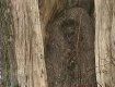 На Чернтговщине на дереве появилась икона Божьей матери