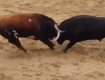 В Іспанії два бика померли після зіткнення лобами на арені.
