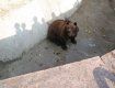 В румынских Карпатах на американских туристов напал медведь