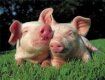 Новый свинокомплекс будет производить ежегодно 1500 тонн свинины
