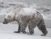 Защитники природы сняли на камеру медведя-шатуна в закарпатском лесу