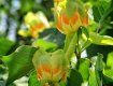 Одно из наиболее экзотичных деревьев - Лириодендрон тюльпановый