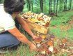 На Закарпатье отравились грибами 12 человек