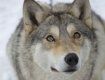 В Межгорском районе волк напал на собаку