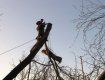В Ужгороде 22 февраля с 9:00 утра будут проводить работы по обрезке деревьев