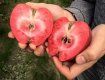 В Закарпатье собрали урожай яблок с красной мякотью
