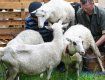 На Закарпатье овцеводство на грани исчезновения