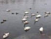 Рахувати лебедів на річці Уж стало вже місцевою традицією