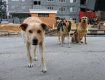 В Днепродзержинске от собаки пострадала целая семья из четырех лиц