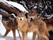 В лесах Волыни началась плановая охота на волков.