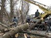 В Ужгородском районе падение дерева привело к ограничению движения авто