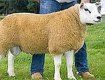 Овца по цене Феррари