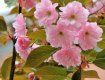 Цветение сакур - необычайно красивое зрелище