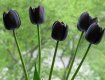 Цветут черные тюльпаны