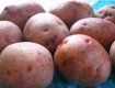 На Закарпатті картоплі зібрано з площі 36,1 тис.га