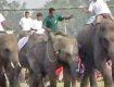 Непальские слоны вышли на футбольное поле