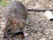От крысиного лептоспироза с начала лета пострадало уже два человека