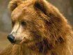 Медведь убежал из частного зоопарка на Украине