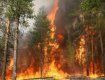 В Приморье полыхает крупный лесной пожар.