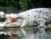Крокодил сожрал пятилетнего ребенка