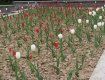 В Ужгород высадили тысячи цветов