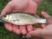 В Боржаве словили новый вид рыбы - плотва Паннонская