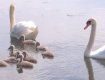 На ужгородских "черных озерах" можно увидеть маленьких лебедят